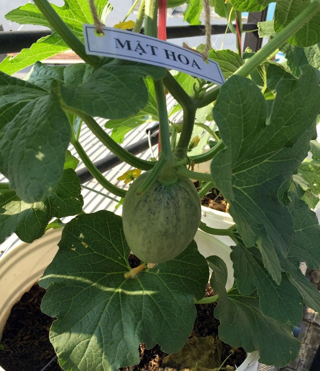 Anh Thuyên chọn giải pháp trồng trong Earth box tự thiết kế với lỗ nằm ngang giúp dưa lúc nào cũng có nước. Ảnh: Dân việt.