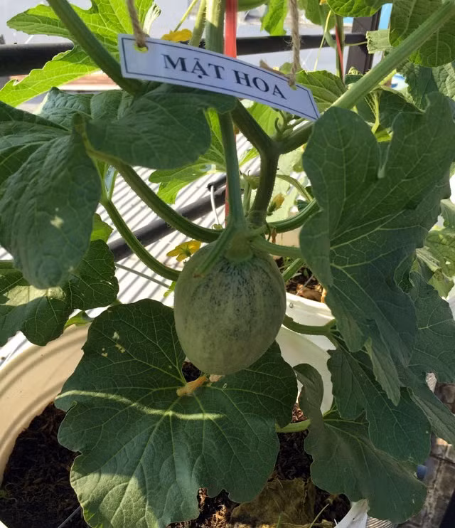 Anh Thuyên chọn giải pháp trồng trong Earth box tự thiết kế với lỗ nằm ngang giúp dưa lúc nào cũng có nước. Ảnh: Dân việt.