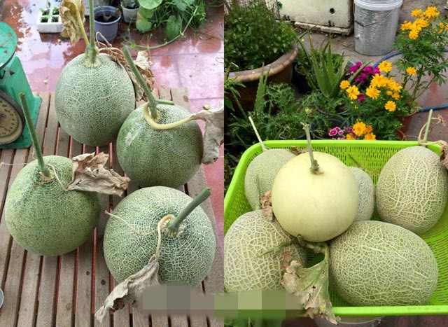 Giống dưa anh Thuyên chọn là dưa Mật hoa. Anh trồng trong thùng sơn 20 lít. Ảnh: Dân Việt.