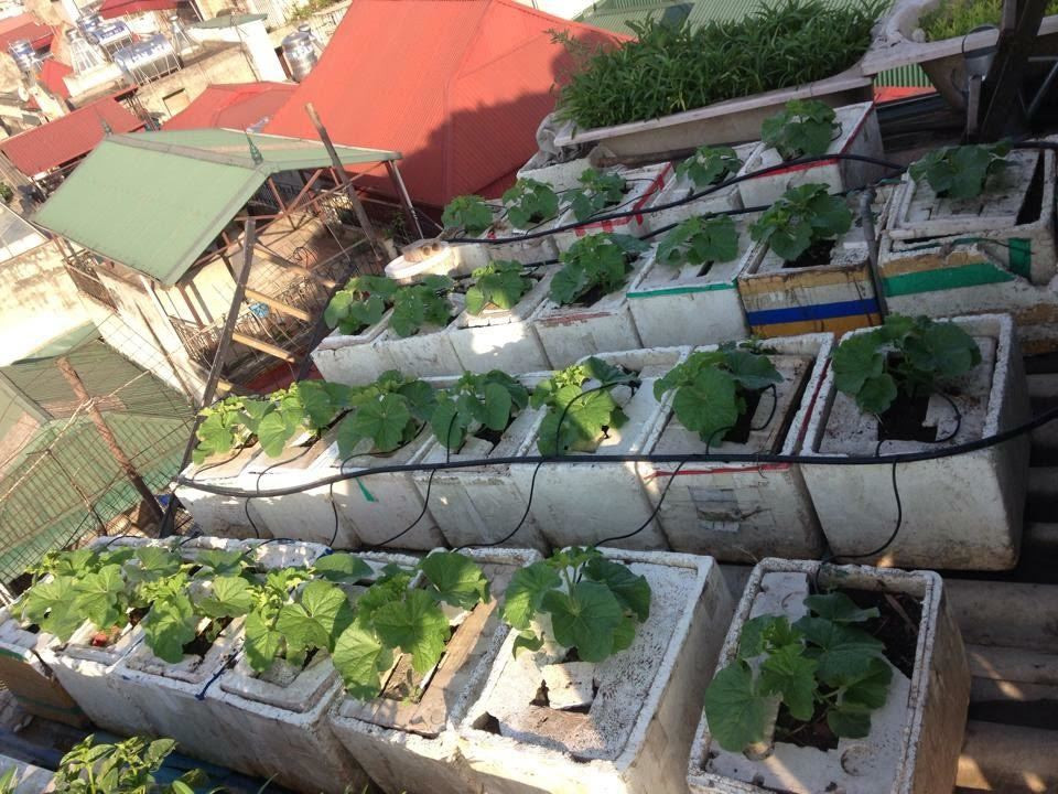 Tùng chuẩn bị khoảng 50 chiếc thùng xốp để trồng dưa. Ảnh: Vietnamnet.