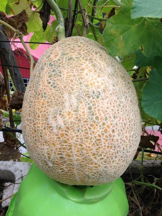 Trên sân thượng nhà Tùng có đủ các loại dưa như dưa lưới, dưa hấu, dưa lê...Ảnh: Vietnamnet.