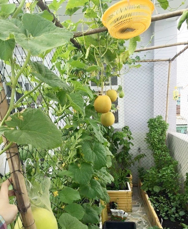 Khoảng sân thượng nhỏ 15m2 được cô gái trẻ Lý Hồng Kiều (Phú Nhuận, TP HCM) lắp giàn cố định để trồng các loại dưa. Ảnh: Em đẹp.
