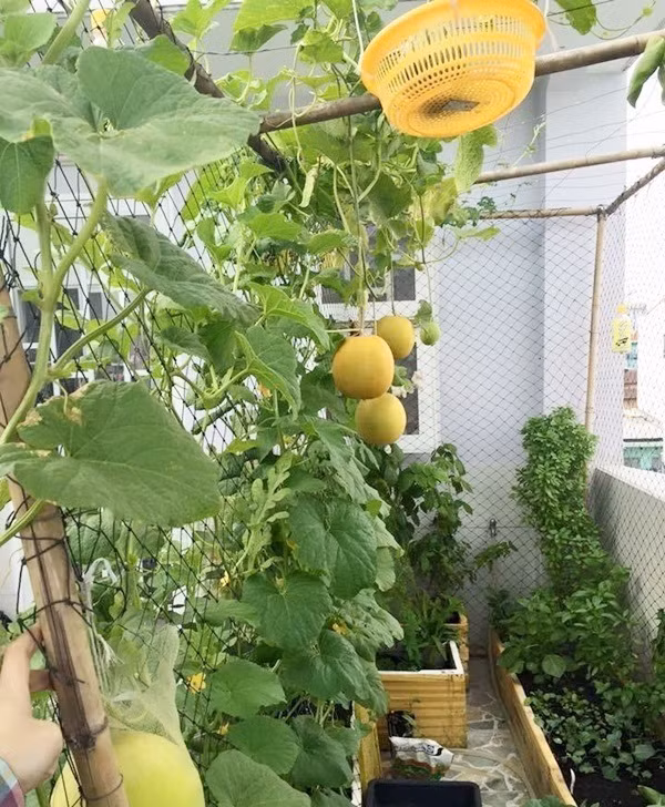 Khoảng sân thượng nhỏ 15m2 được cô gái trẻ Lý Hồng Kiều (Phú Nhuận, TP HCM) lắp giàn cố định để trồng các loại dưa. Ảnh: Em đẹp.