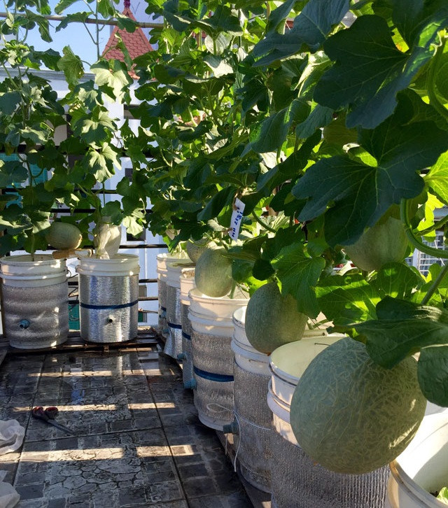 Đây vườn dưa lúc lỉu như "đàn lợn con" trên sân thượng nhà anh Lê Bạch Thái Thuyên (nhân viên Cảng Hàng không Quốc tế Tân Sơn Nhất). Ảnh: Dân Việt.