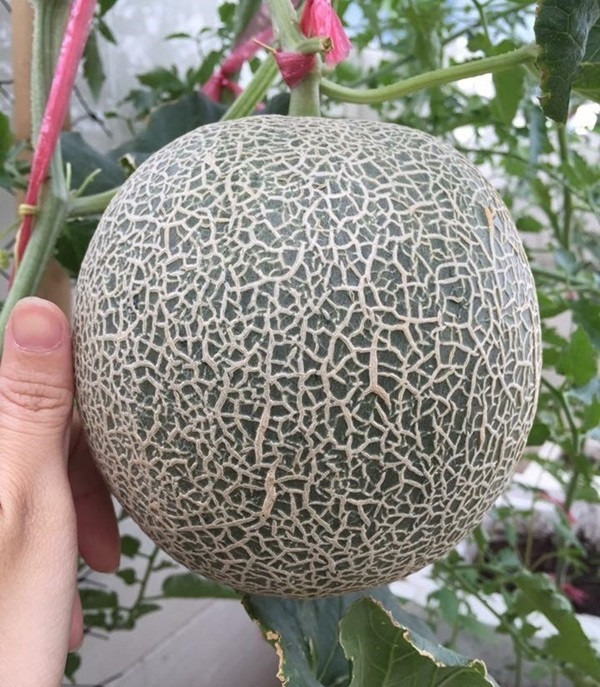 Khi dưa ra hoa, Kiều thường sử dụng nhụy hoa đực để thụ phấn cho hoa cái để tỷ lệ đậu quả cao hơn. Ảnh: Em đẹp.