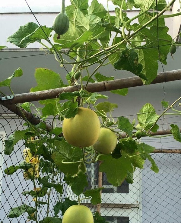 Hồng Kiều trồng rất nhiều loại dưa như dưa gang Pháp, dưa lưới Chu Phấn, dưa Bảo Khuê, dưa Bạch Tuyết, dưa hấu...Ảnh: Em đẹp.