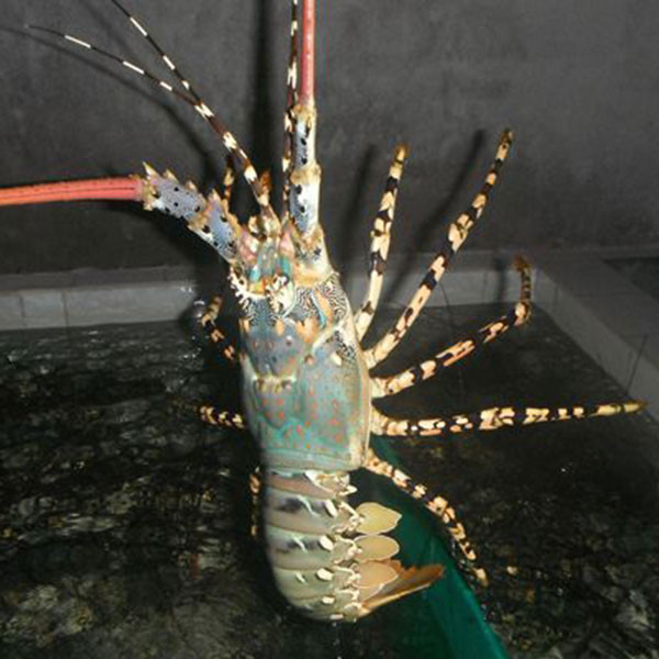 Giá tôm hùm bông dao động từ gần 1 triệu đến hơn 3 triệu đồng/kg, tùy thuộc vào kích thước và tôm còn sống hay đông lạnh. Ảnh: TomCuaCaGhe.