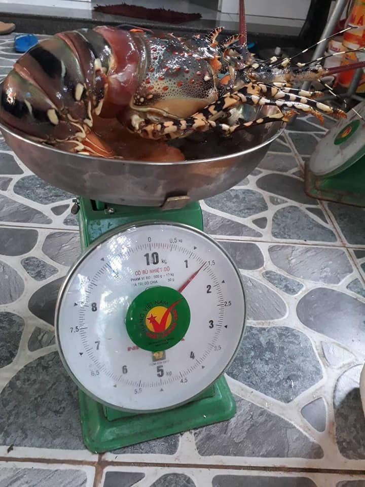 Tuy nhiên, do giá khá đắt nên phần lớn tôm hùm bông chỉ dành cho gia đình giàu có hoặc nhà hàng sang trọng. Ảnh: Facebook.