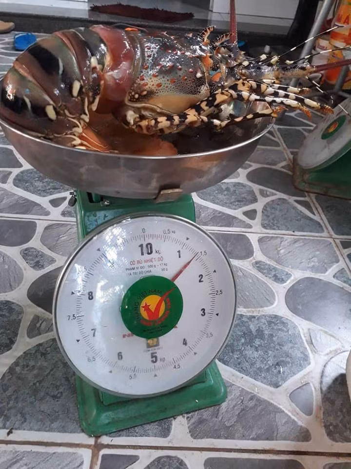 Tuy nhiên, do giá khá đắt nên phần lớn tôm hùm bông chỉ dành cho gia đình giàu có hoặc nhà hàng sang trọng. Ảnh: Facebook.