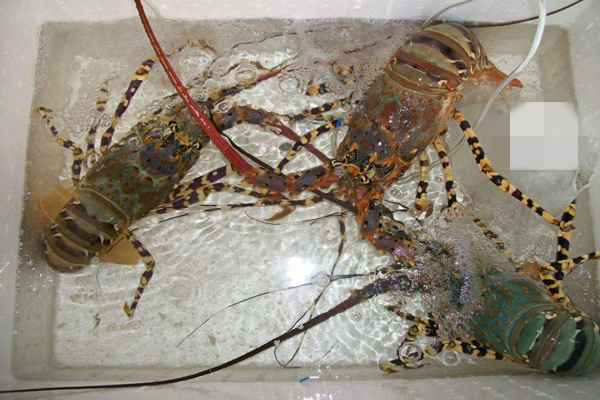 Giá bán cao như vật là bởi tôm hùm bông rất quý hiếm và thơm ngon. Ảnh: Daohaisan.