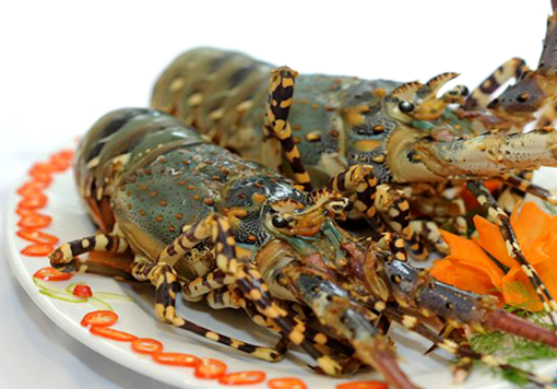 Tôm hùm bông được mệnh danh là vua của hải sản, xuất xứ ở Cam Ranh, Bình Ba (Khánh Hòa). Ảnh: Daohaisan.