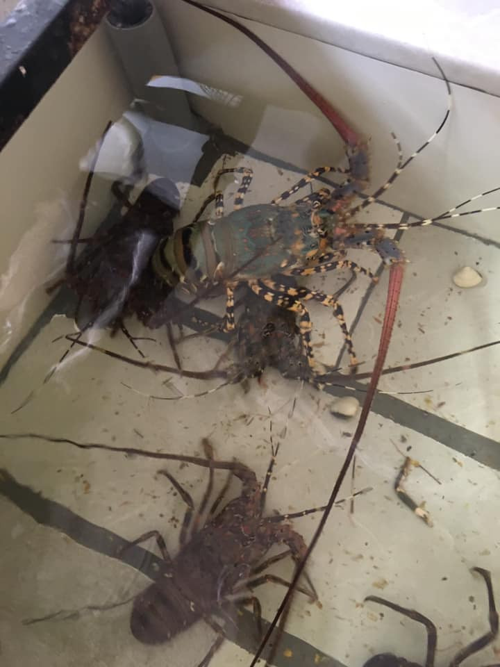 Tôm hùm bông sống giá từ 1,1 - 3,5 triệu đồng/kg. Với size 2-4 con/kg, tính ra một con tôm hùm bông sống giá tới gần 2 triệu đồng. Ảnh: Facebook.