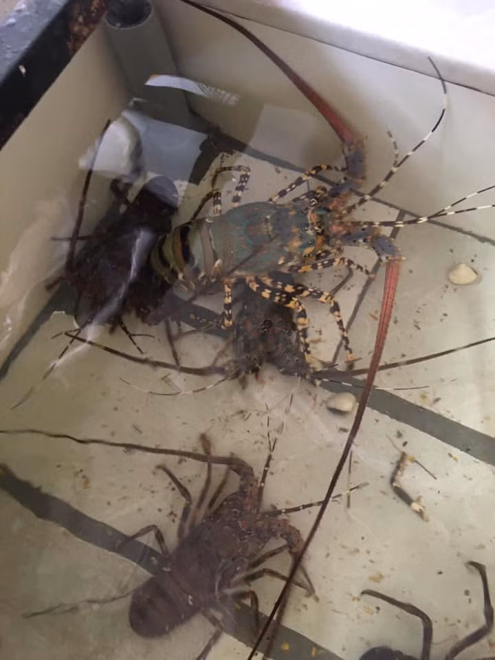 Tôm hùm bông sống giá từ 1,1 - 3,5 triệu đồng/kg. Với size 2-4 con/kg, tính ra một con tôm hùm bông sống giá tới gần 2 triệu đồng. Ảnh: Facebook.