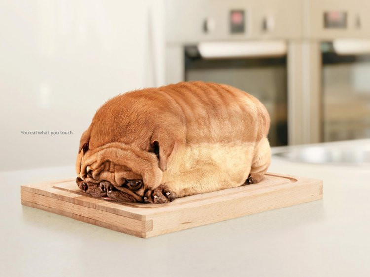 Quảng cáo độc đáo của thương hiệu xà phòng Life Buoy biến chú chó thành bánh mì để nhấn mạnh tầm quan trọng của việc sử dụng xà phòng.