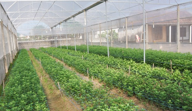 Những ngày cuối năm, các nhà vườn trồng hoa ở Hà Tĩnh lại tất bật vào vụ tết. Ảnh: Baohatinh.