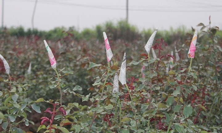 Hoa hồng, hoa cúc và hoa ly là những loại hoa được trồng nhiều nhất trong làng. Ảnh: VOV.