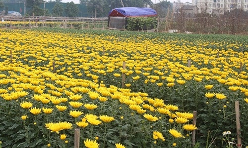 Nổi tiếng là làng chuyên trồng và cung cấp nhiều loại hoa cho thị trường ở Hà Nội, làng hoa Tây Tựu những ngày này đang hối hả chuẩn bị cho vụ hoa Tết đang cận kề. Ảnh: VOV.