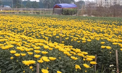 Nổi tiếng là làng chuyên trồng và cung cấp nhiều loại hoa cho thị trường ở Hà Nội, làng hoa Tây Tựu những ngày này đang hối hả chuẩn bị cho vụ hoa Tết đang cận kề. Ảnh: VOV.