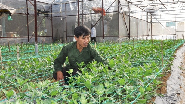 Do trời lạnh nên người trồng phải áp dụng các biện pháp "dưỡng" cây để hoa bung nụ, nở kịp thời vụ. Nếu hoa không nở đúng dịp, người dân có thể bán với giá rẻ hoặc phá bỏ. Ảnh: Baohatinh.