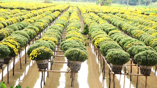 Trong khi đó, làng hoa Sa Đéc (Đồng Tháp) đã có khá đông khách tham quan ngay từ Tết Dương lịch. Ảnh: Người lao động.