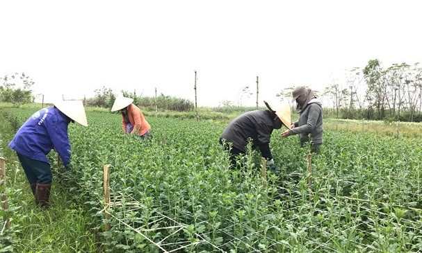 Trước Tết Nguyên đán khoảng 1 tháng, nhiều nhà vườn ở xã Nghĩa Hòa (thị xã Thái Hòa, Nghệ An) ra sức chăm sóc chuẩn bị cho vụ hoa lớn nhất trong năm. Ảnh: Baonghean.