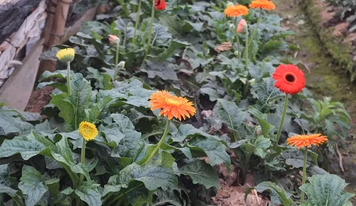 Được xem là loại hoa "khó tính", hoa đồng tiền được trồng và chăm sóc đặc biệt bên trong nhà lưới, tách biệt với bên ngoài. Ảnh: VOV.