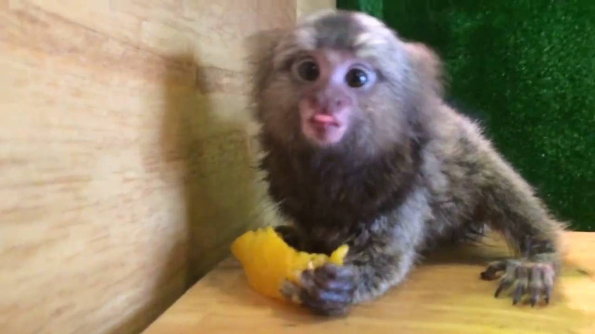 Đến năm 2010, một con khỉ Marmoset "đã thuần" được rao bán với giá khoảng 8.000 - 10.000 USD/con (tương đương 210 triệu đồng). Ảnh: Saostar.