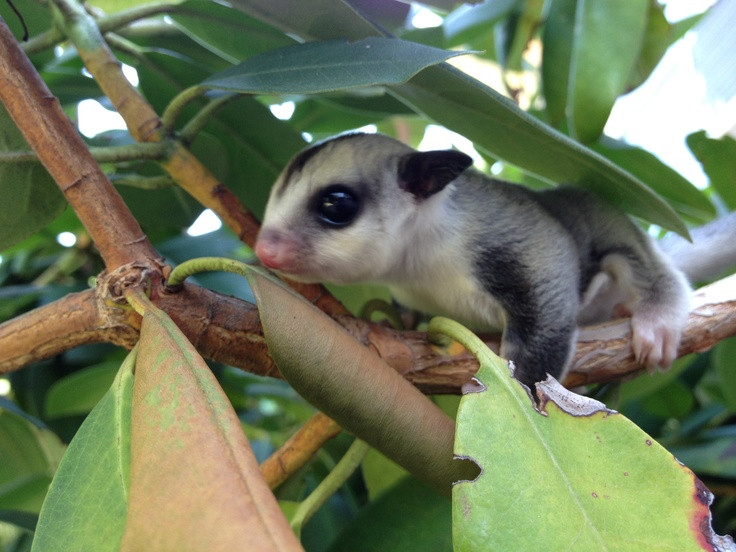 Sóc bay Úc (Sugar Glider) là một trong những mốt chơi thú cưng tý hon thời thượng mới xuất hiện ở Việt Nam vài năm gần đây. Ảnh: Petxinh.
