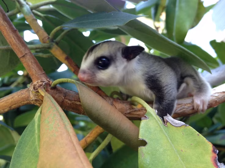 Sóc bay Úc (Sugar Glider) là một trong những mốt chơi thú cưng tý hon thời thượng mới xuất hiện ở Việt Nam vài năm gần đây. Ảnh: Petxinh.