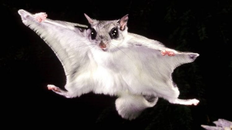 Điểm đặc biệt của loài sóc này là kích thước nhỏ xíu nhưng lại có khả năng bay lượn trong không khí như loài chim. Ảnh: Mypet.