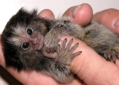 Vào thời điểm năm 2008, giá một con khỉ Marmoset có chiều dài khoảng 6 cm tại Việt Nam khoảng 1.300 - 2.300 USD. Ảnh: Saostar.