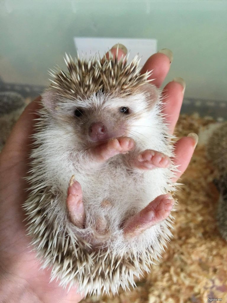 Nhím màu thường có giá 250.000 - 500.000 đồng/con. Thậm chí, một số màu đặc biệt như pintos, cam giá lên tới 2,5 triệu đồng/con. Ảnh: Mypet.