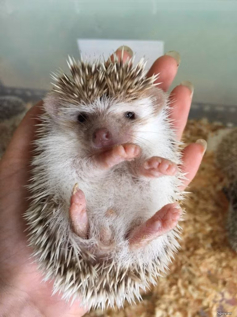 Nhím màu thường có giá 250.000 - 500.000 đồng/con. Thậm chí, một số màu đặc biệt như pintos, cam giá lên tới 2,5 triệu đồng/con. Ảnh: Mypet.