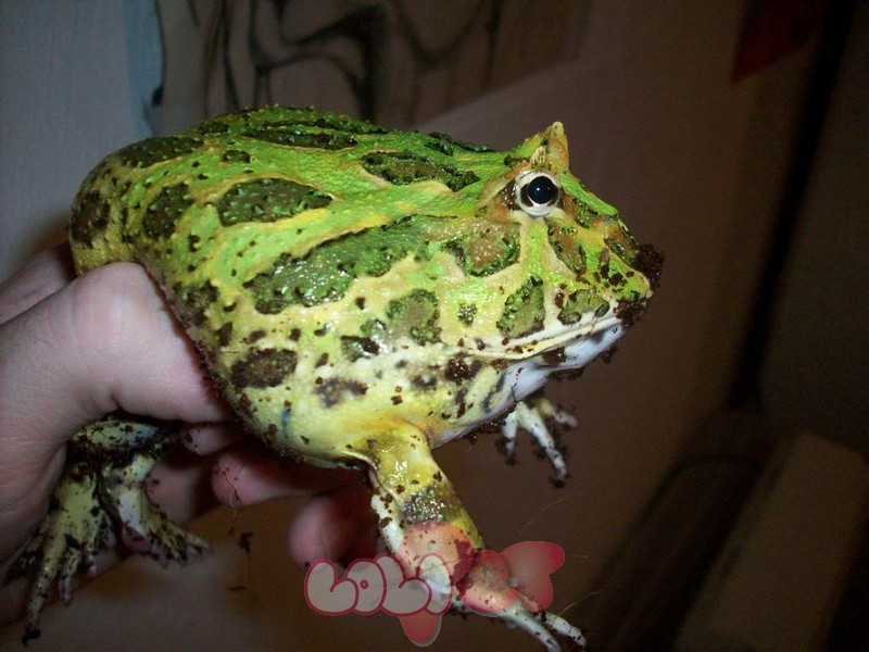 Những chú ếch này nổi tiếng với thân hình tròn ngộ nghĩnh, miệng rộng ngoác và màu sắc khá rực rỡ. Ảnh: LoliPet.