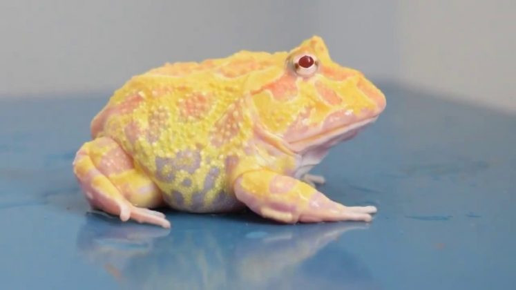 Xuất hiện ở Việt Nam từ năm 2006, ếch Pacman nhanh chóng gây sốt khi nhiều bạn trẻ sẵn sàng bỏ ra 500.000 đồng để sở hữu chú ếch có nguồn gốc Nam Mỹ. Ảnh: Mypet.