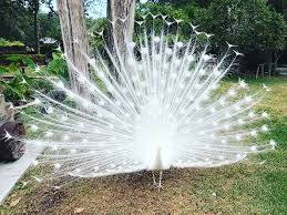 Những con chim công trắng được lai ghép, tạo đột biến gen từ cá thể chim bố mẹ tuy nhiên tỉ lệ thành công và sống sót chưa cao.