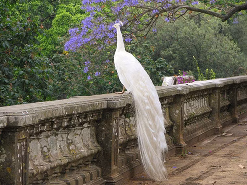 Mặc dù có giá khá đắt đỏ nhưng nhiều người không ngại chi hàng chục, hàng trăm triệu để sở hữu giống chim công trắng này. Là công nhân tại khu công nghiệp ở Bắc Ninh, chị Trần Hạnh Bích đặc biệt mê thú chơi chim cảnh, nhất là chim công trắng. Chị vay mượn, tích cóp được hơn trăm triệu để mua bằng được cặp chim công trắng.