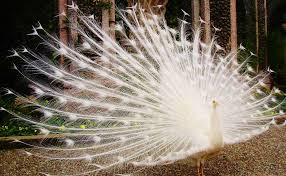 Với bộ lông trắng muốt chim công trắng có thể được coi là loại chim đẹp nhất. 