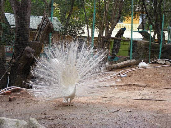 Với đặc tính sinh trưởng và tính thích nghi tốt chim công trắng hiện đang là một vật nuôi có giá trị cả về kinh tế và thẩm mỹ rất cao.