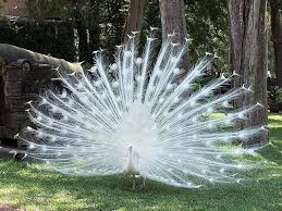 Theo quan niệm, chim công trắng tượng trưng cho sự cao quý, là biểu tượng của quyền lực, nuôi trong nhà sẽ mang lại may mắn, giá của mỗi cặp chim lên đến 30-40 triệu đồng.