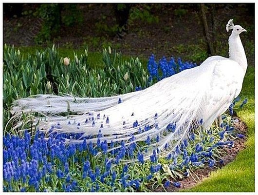 “Thời điểm này, chim công bước vào mùa sinh sản nên mọi người sẽ được ngắm chúng xòe đuôi múa nhiều hơn. Mỗi năm chúng chỉ đẻ 1 lứa, khoảng 20-25 trứng. Tôi chủ yếu nuôi để chơi, giữ nguồn gen quý, ai hỏi mua tôi chỉ bán chim công con”, chị Bích cho hay.