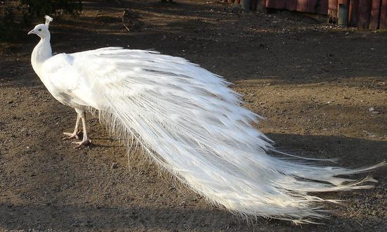 Các con trống nếu được chăm sóc thích hợp có thể sống khoảng 40 đến 50 năm.