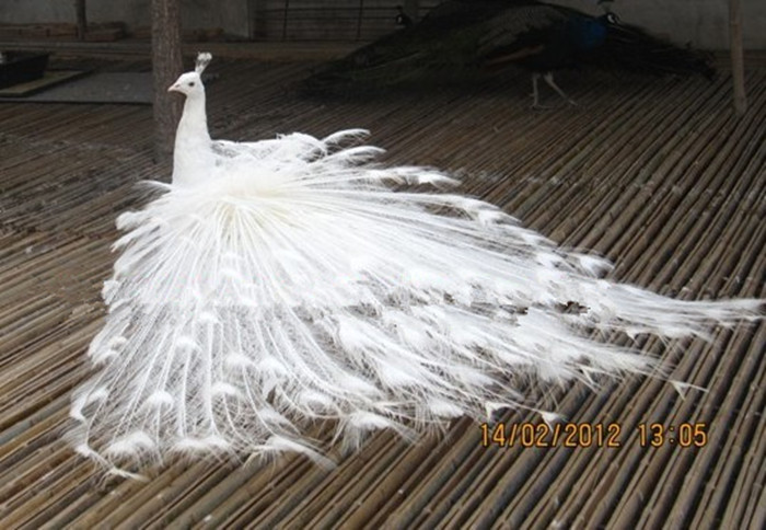 Như công trắng trưởng thành 3 năm tuổi trở lên anh bán 30-35 triệu/đôi, công gần 2 năm tuổi là 25 triệu/đôi, còn chim công con giá 5 triệu/đôi.