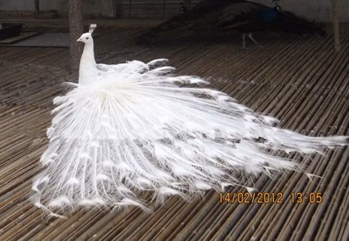 Như công trắng trưởng thành 3 năm tuổi trở lên anh bán 30-35 triệu/đôi, công gần 2 năm tuổi là 25 triệu/đôi, còn chim công con giá 5 triệu/đôi.