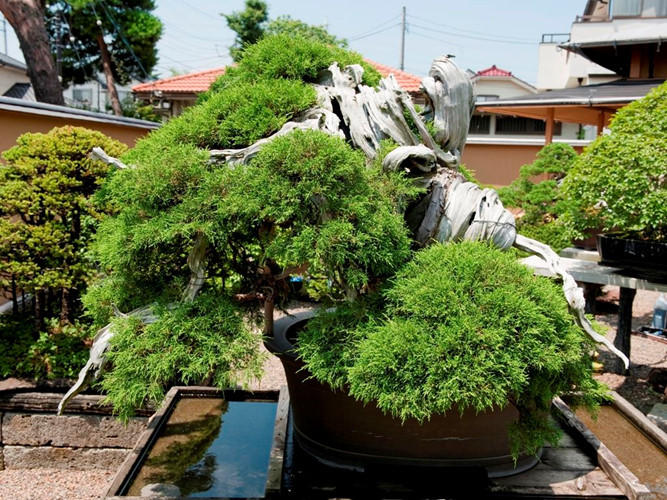  Cây tùng bonsai tại vườn bonsai Mansei-en (Nhật Bản) cũng có tuổi đời trên 1.000 năm. Ảnh: Oldest.