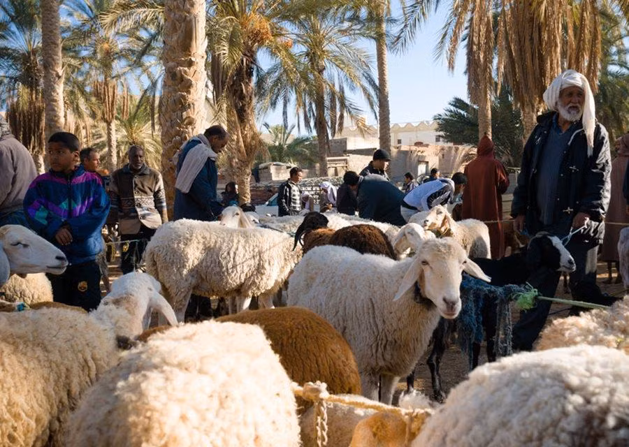 Kebili, Tunisia: Thị trấn sa mạc này nổi tiếng với chà là chất lượng cao, loại cây chịu được nhiệt độ trung bình 40 độ C vào mùa hè. Nhiệt độ cao nhất được ghi nhận được ở đây lên tới 55 độ C. Ảnh: Insight Guides.