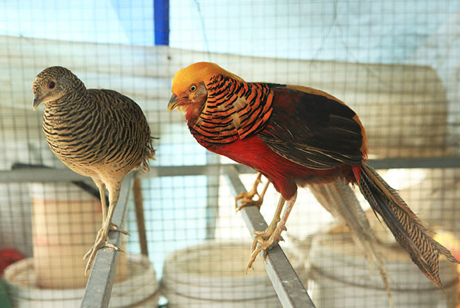 Theo ông Dũng, lúc mới nhập về, chim còn non đã có giá 5 triệu đồng/con, chim trưởng thành, đẹp có thể lên đến 20 triệu đồng/cặp. Ảnh: Dân Việt.