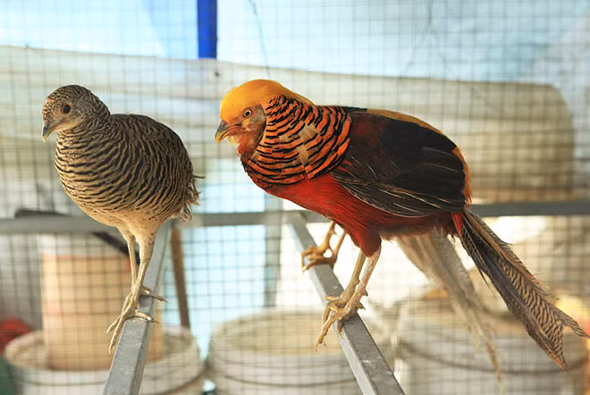 Theo ông Dũng, lúc mới nhập về, chim còn non đã có giá 5 triệu đồng/con, chim trưởng thành, đẹp có thể lên đến 20 triệu đồng/cặp. Ảnh: Dân Việt.