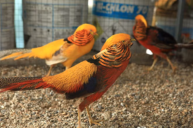 Đây là đàn chim trĩ gồm 7 con của ông Lê Văn Dũng (Thái Nguyên) có màu sắc rất đẹp, óng mượt. Ảnh: Dân Việt.