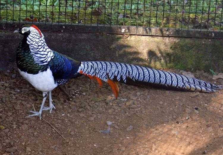 Không gian xung quanh cũng phải thoáng mát, sạch sẽ và phải được quây kín nếu không chim rất dễ bay đi. Ảnh: Hatthocvang.